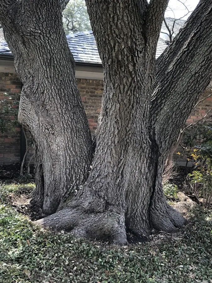 Mature heritage tree close to a Grantham property cared for by certified arborists